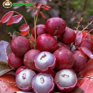 Cây Giống Nhãn Xuồng Tím