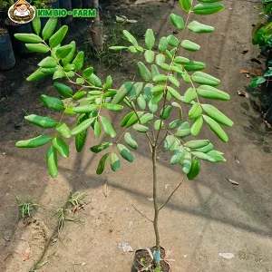 Cây Giống Nhãn Xuồng Cơm Vàng